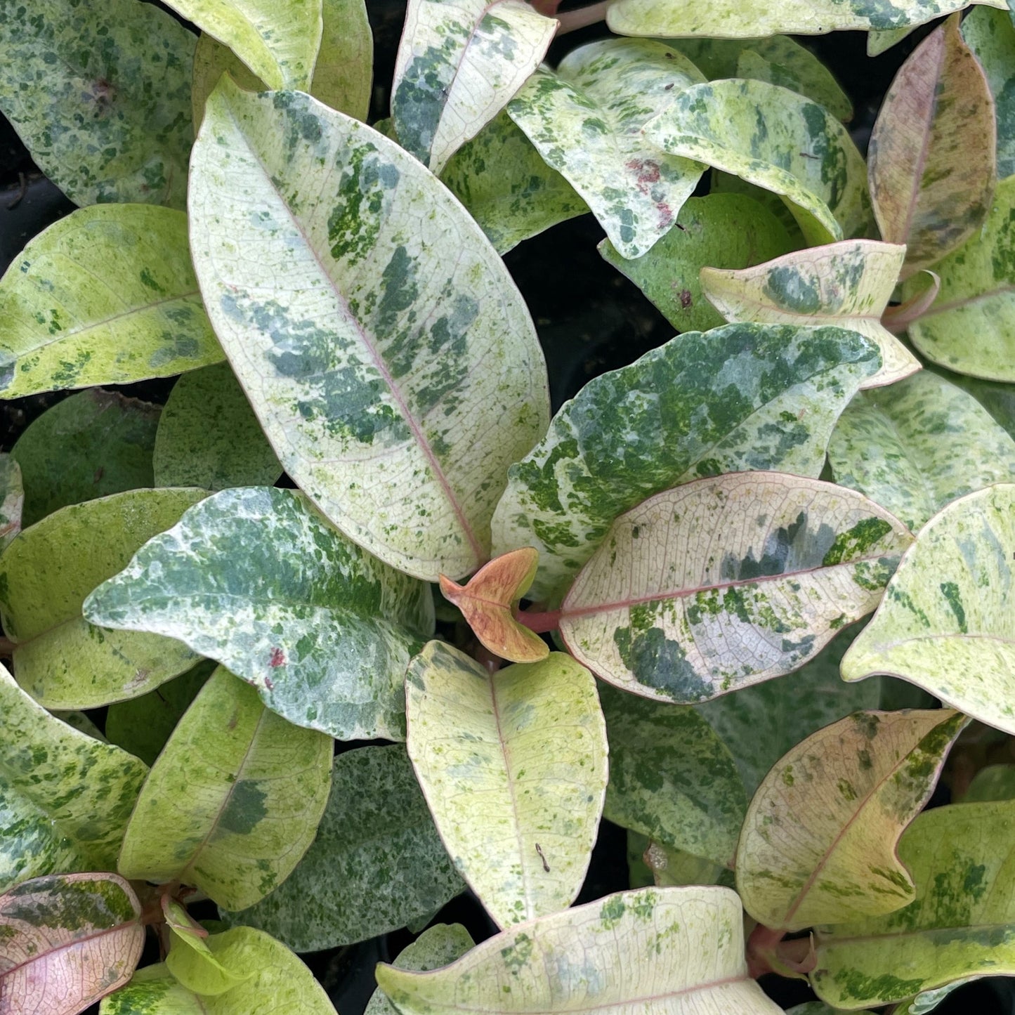 SHIVEREANA MOONSHINE RUBBER PLANT 6in