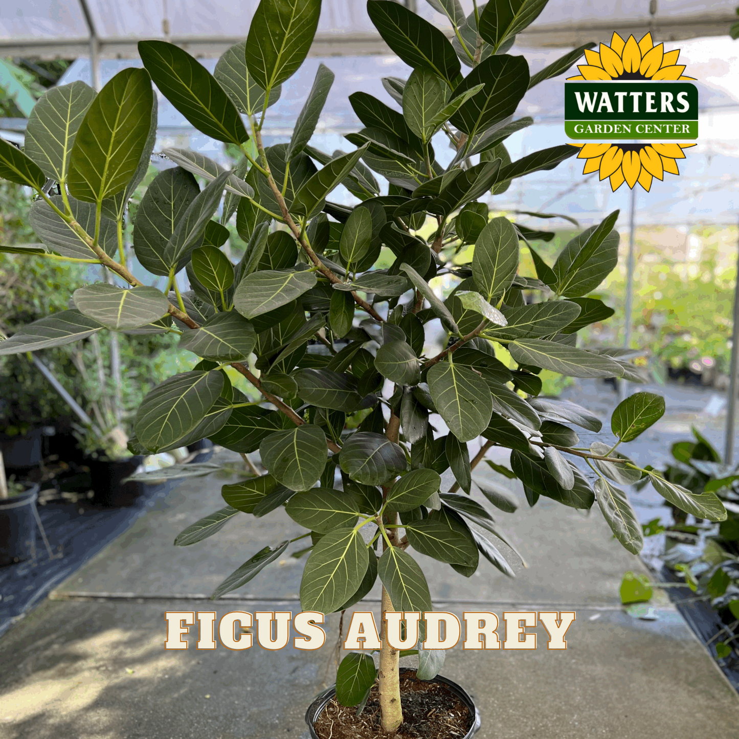 Potted Ficus Audrey plant with Watters Garden Center branding in a greenhouse setting.
