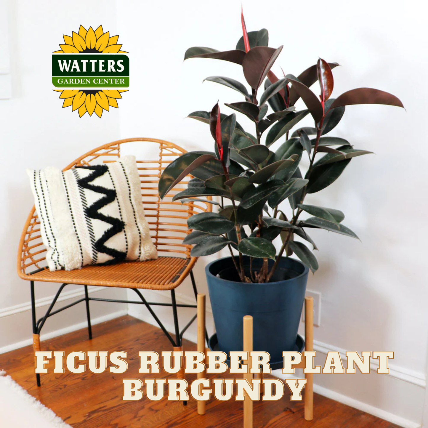 Ficus rubber plant in a pot on a wooden stand with a chair and cushions in the background, featuring Watters Garden Center logo.