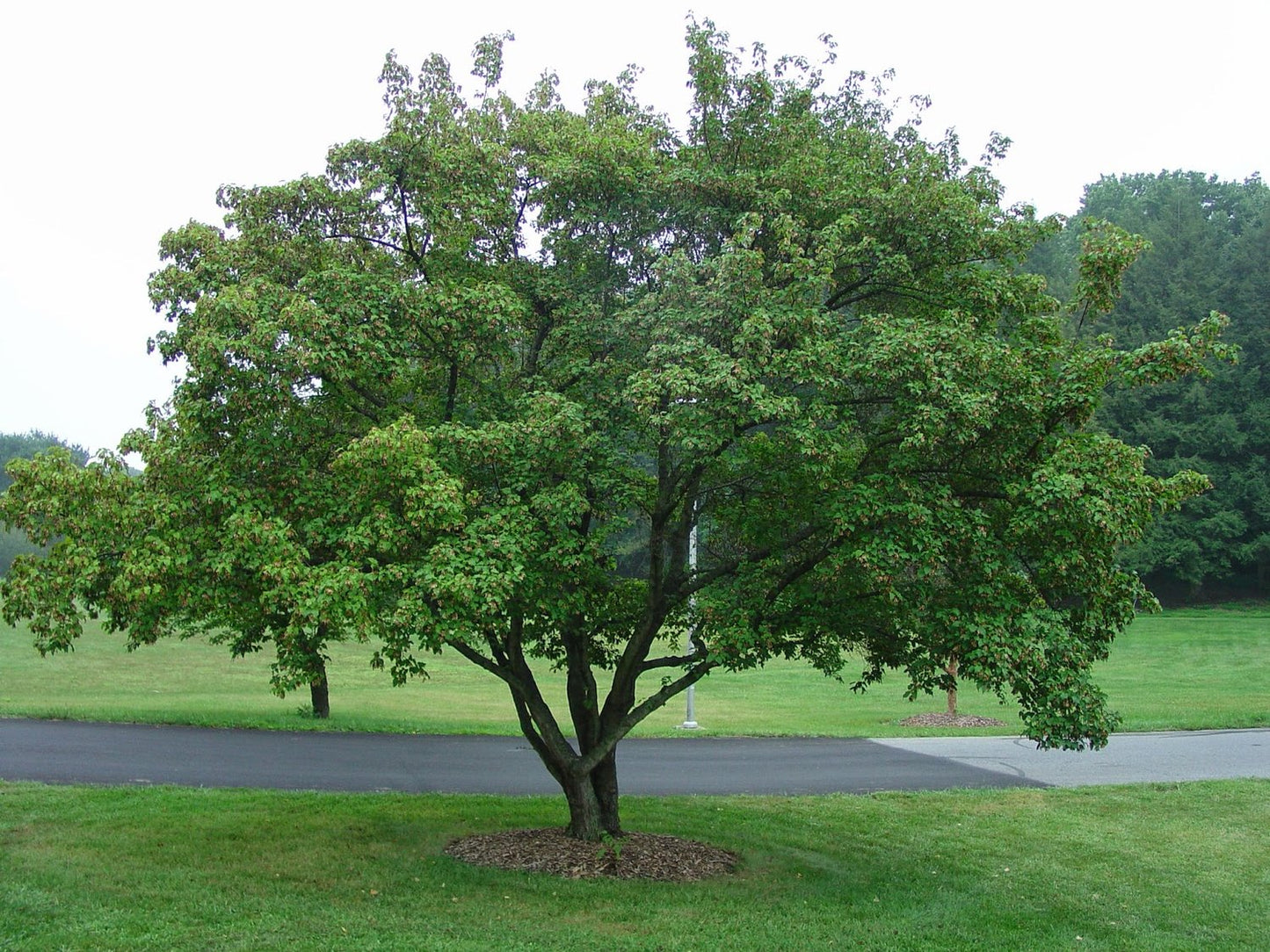 AMUR FLAME MAPLE 5gal