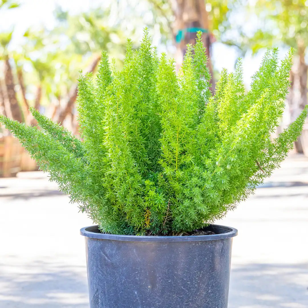 MYERS ASPARAGUS FERN 3gal
