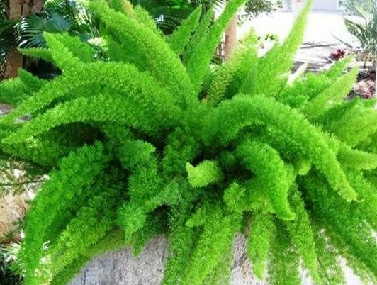 FOXTAIL FERN 6in