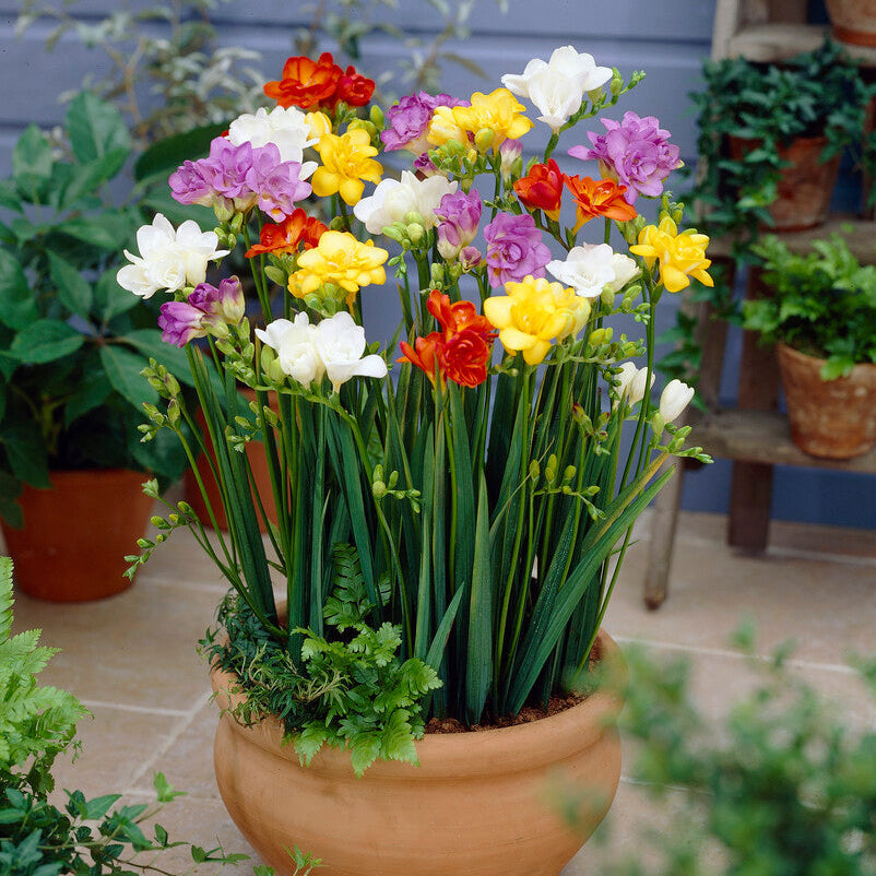 Freesia - Doubles Mix