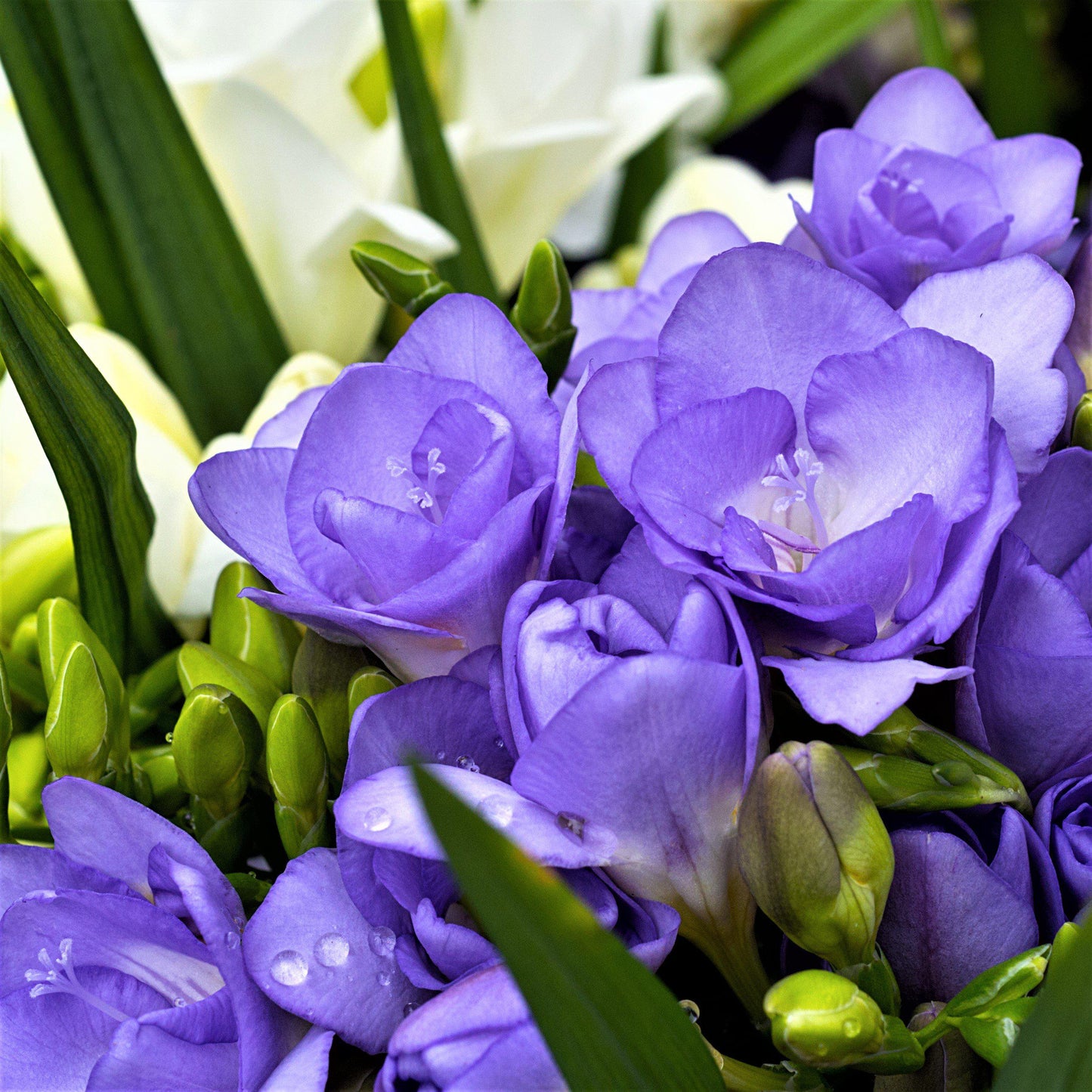 Freesia - Double Blue
