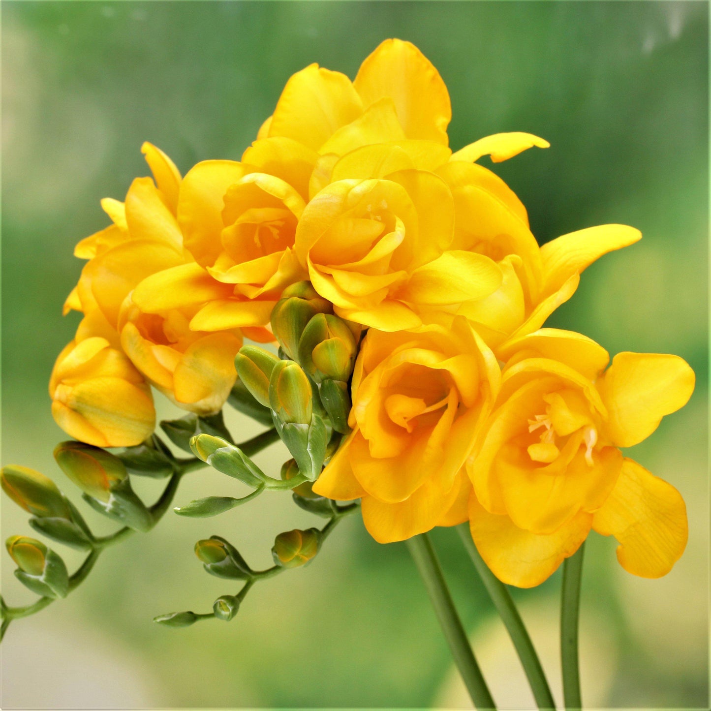 Freesia - Double Yellow