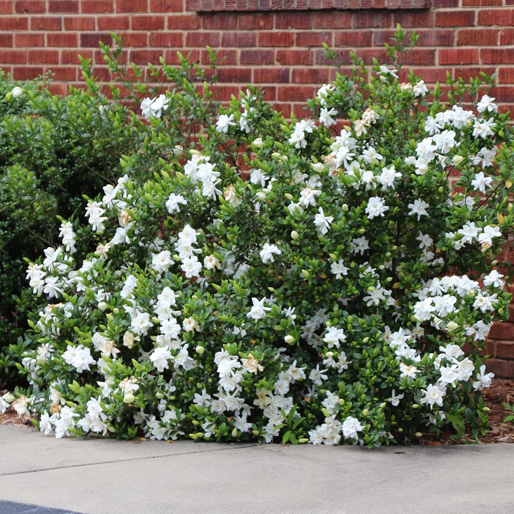 BIG BEAUTY GARDENIA 5gal