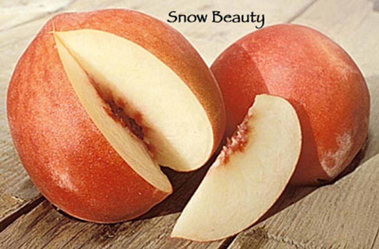 SNOW BEAUTY PEACH TREE 7gal