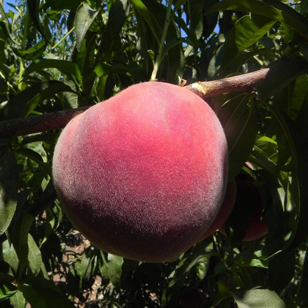 SWEET SENSATION PEACH TREE 7gal