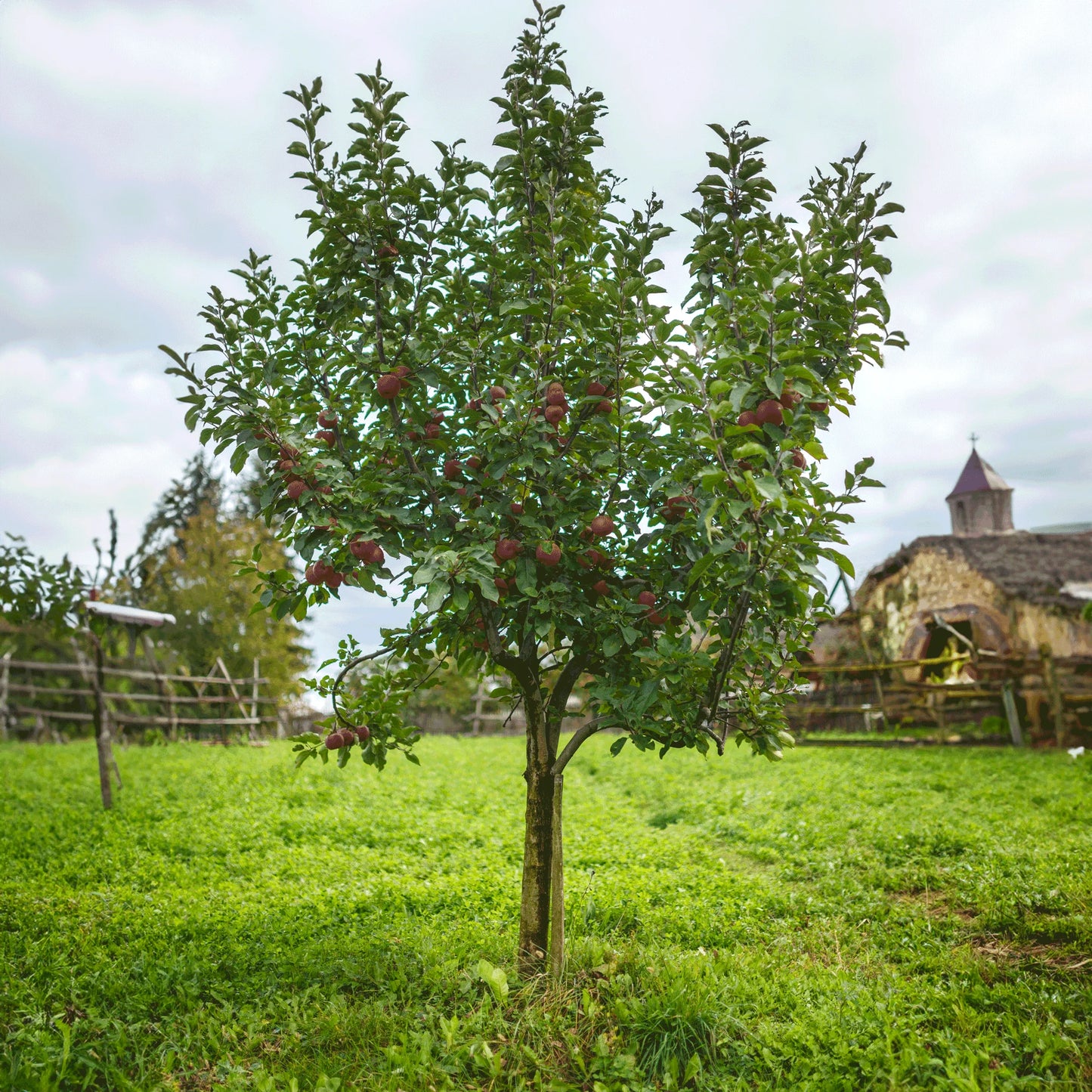 APPLE COCKTAIL TREE 4 FRUIT GRAFTS 7gal
