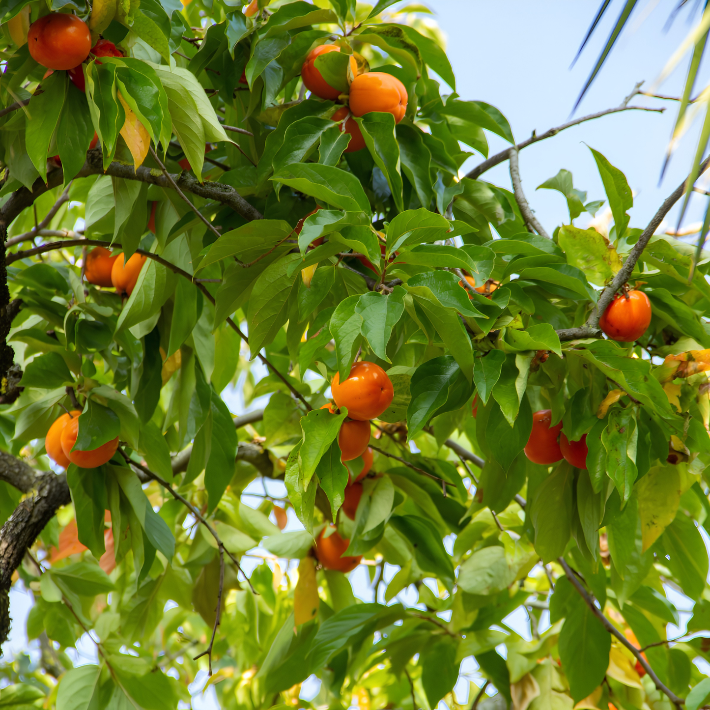 Orange fruits on a tree with green leaves against a blue sky