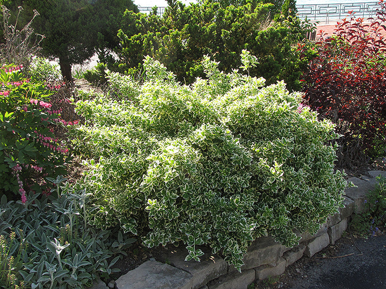 IVORY JADE EUONYMUS 2gal