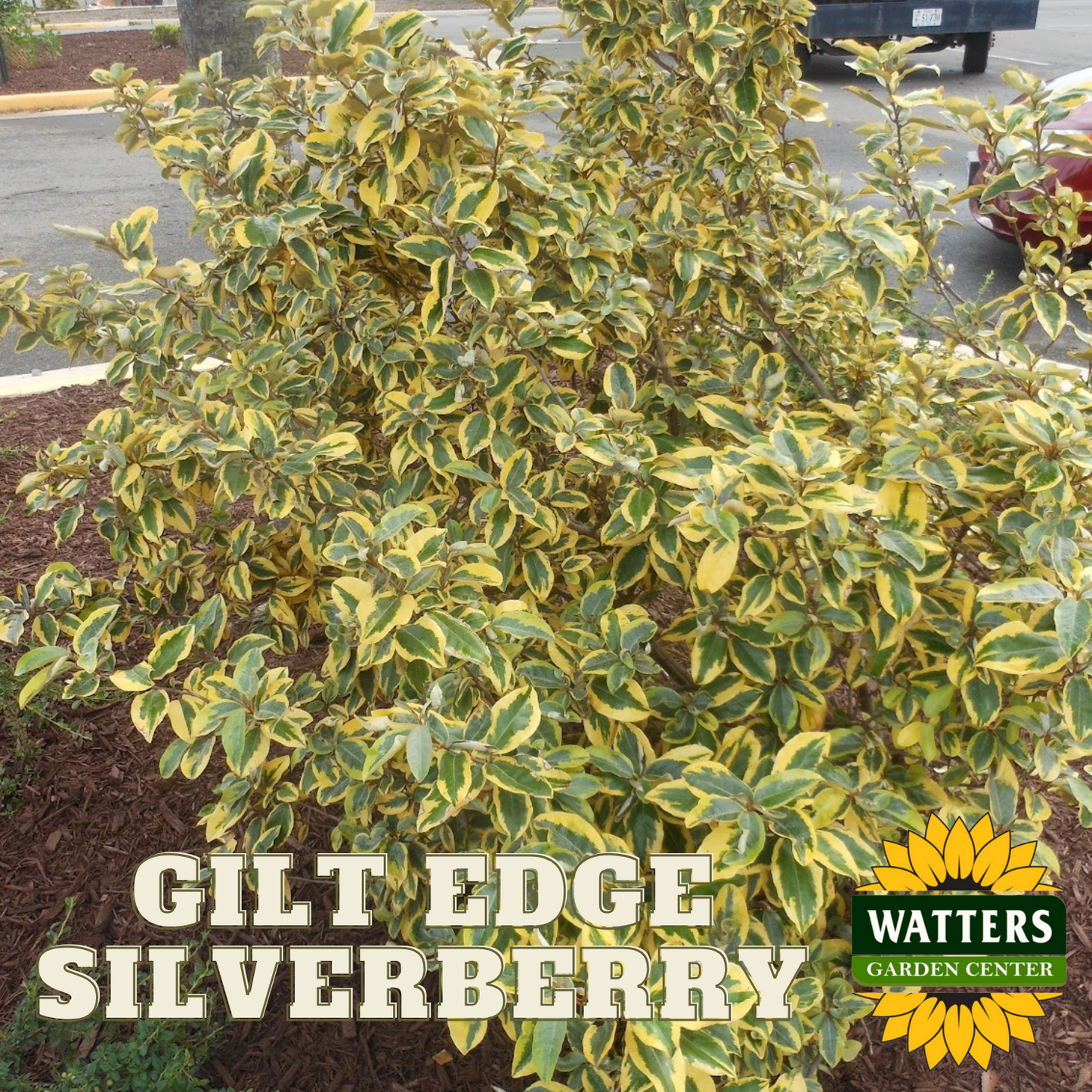 GILT EDGE SILVERBERRY 5gal
