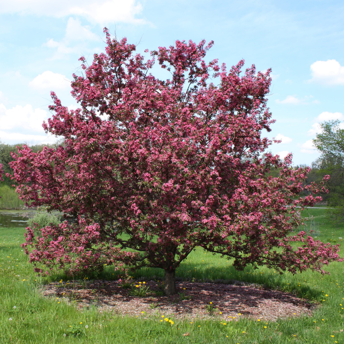 GLADIATOR CRABAPPLE TREE 10gal