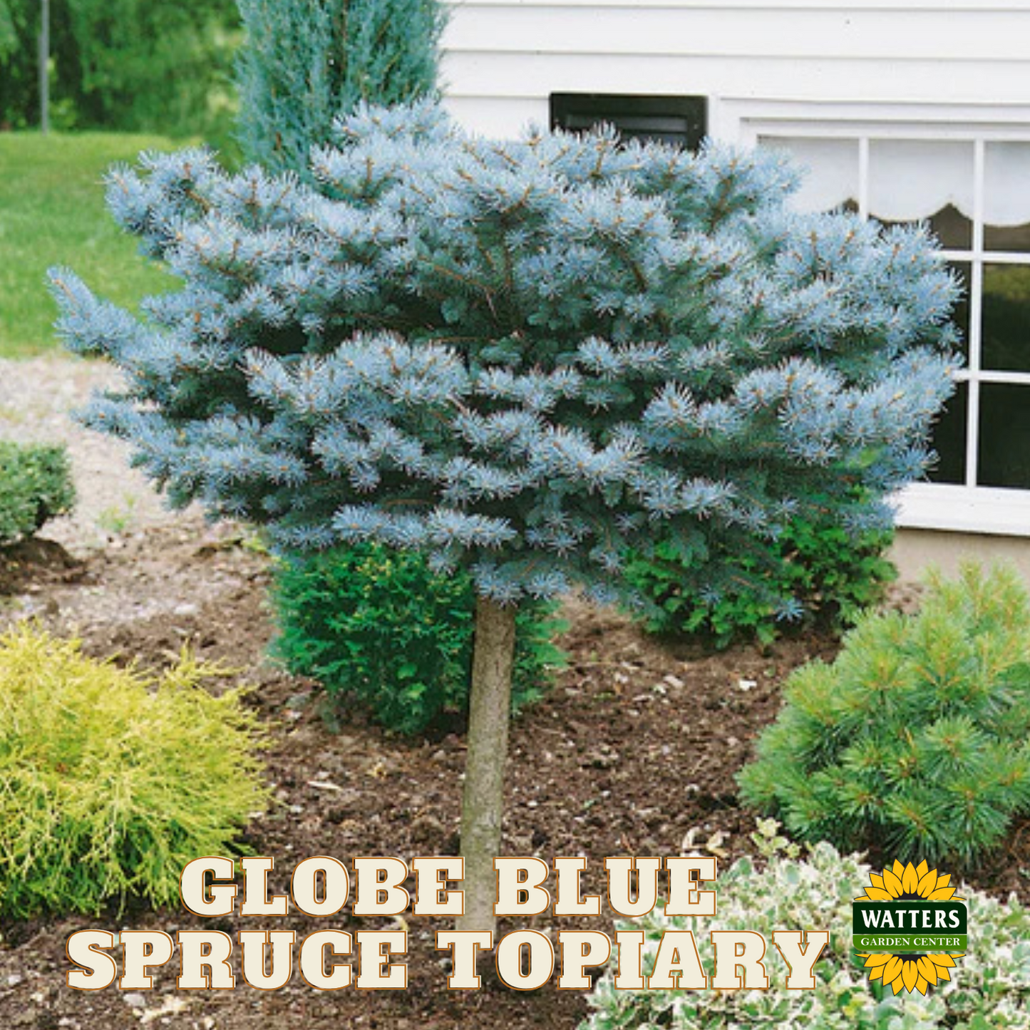 GLOBE BLUE SPRUCE TOPIARY 5gal