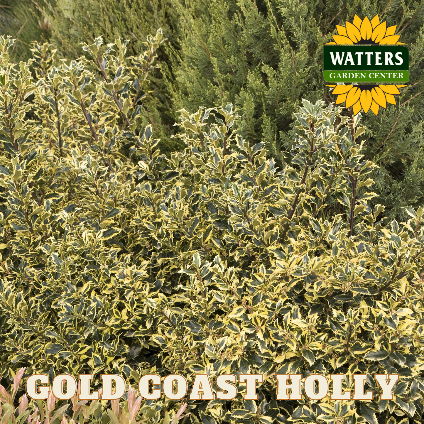GOLD COAST HOLLY 5gal