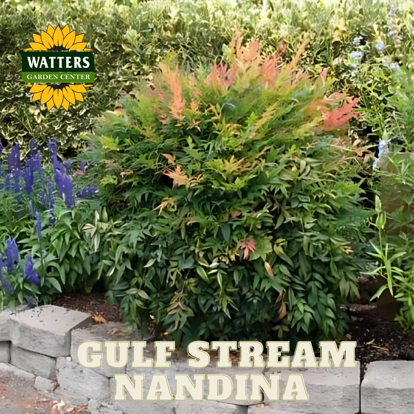GULF STREAM NANDINA 1gal