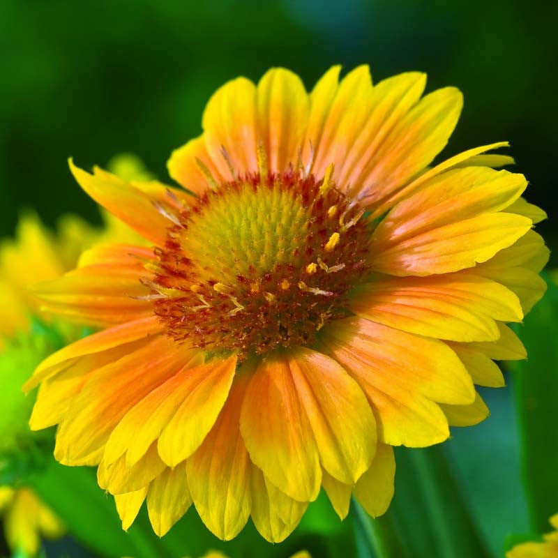 ARIZONA APRICOT GAILLARDIA 1gal