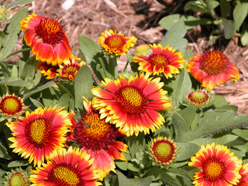 ASSORTED GAILLARDIA 1gal