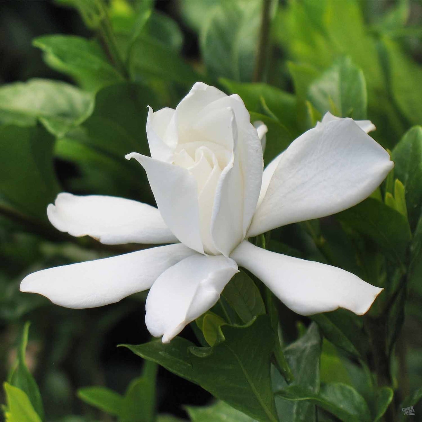 BIG BEAUTY GARDENIA 5gal