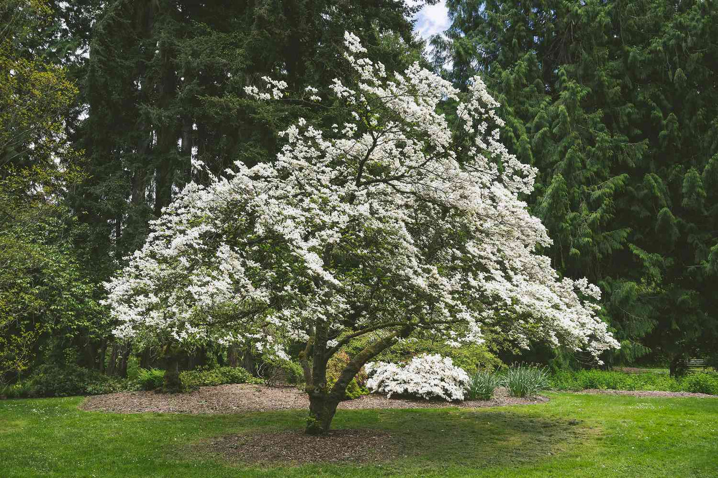 COCKTAIL PEAR 4 FRUIT IN ONE TREE 7gal