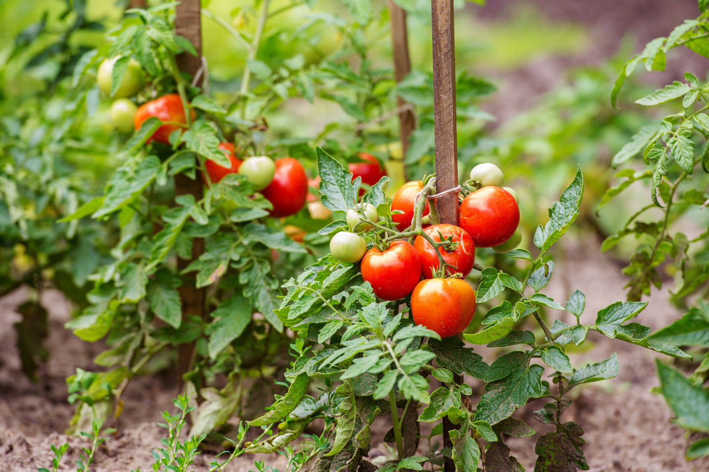 TOMATO & PEPPER SET RTU 32oz