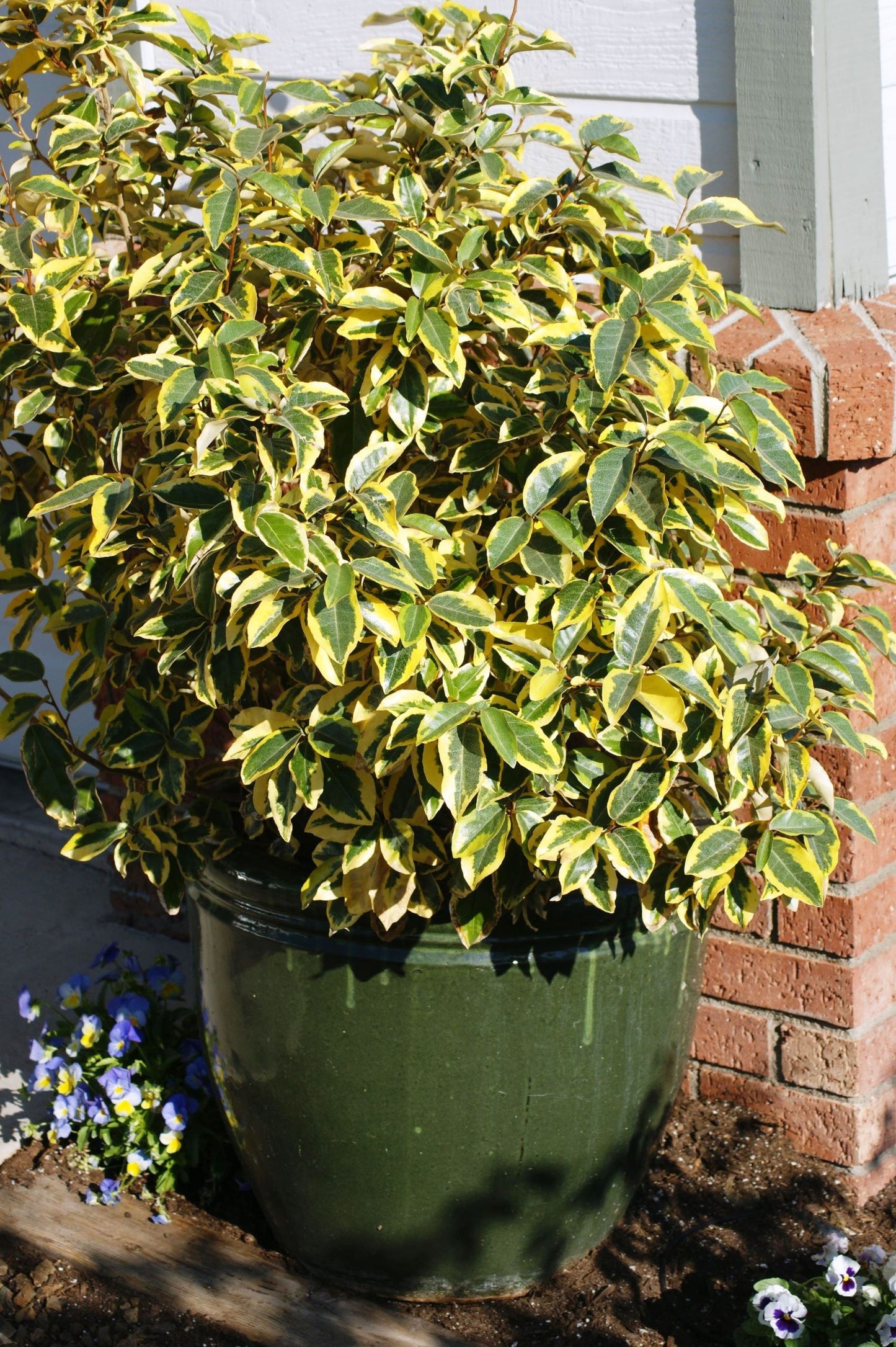 GILT EDGE SILVERBERRY 5gal
