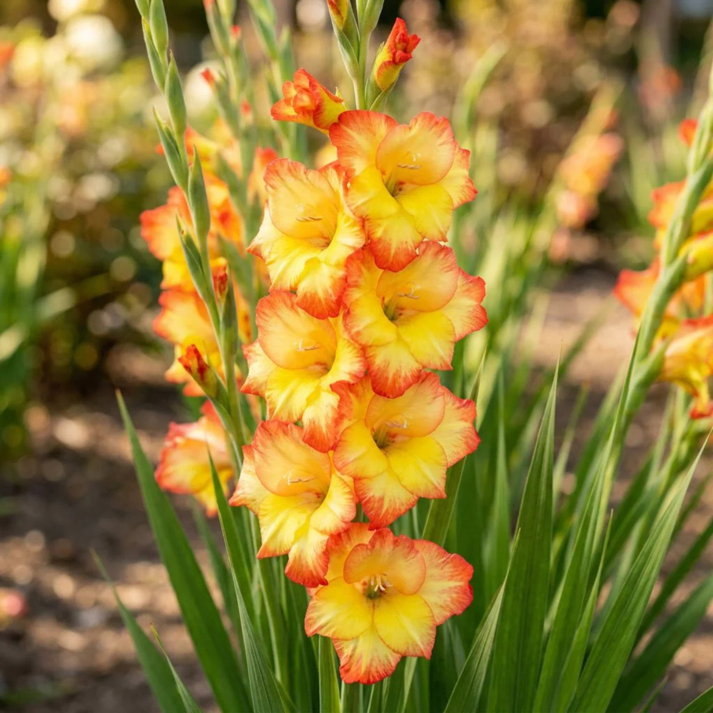 Gladiolus - Las Vegas