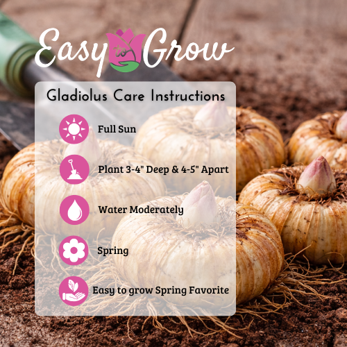 Gladiolus - Nanus Hardy Easy to Grow Mix