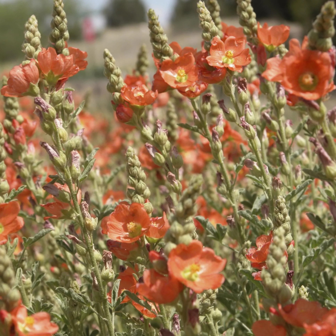 ORANGE CRUSH GLOBEMALLOW 1gal
