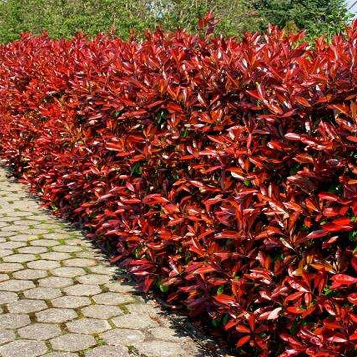 RED DYNAMO PHOTINIA 2gal