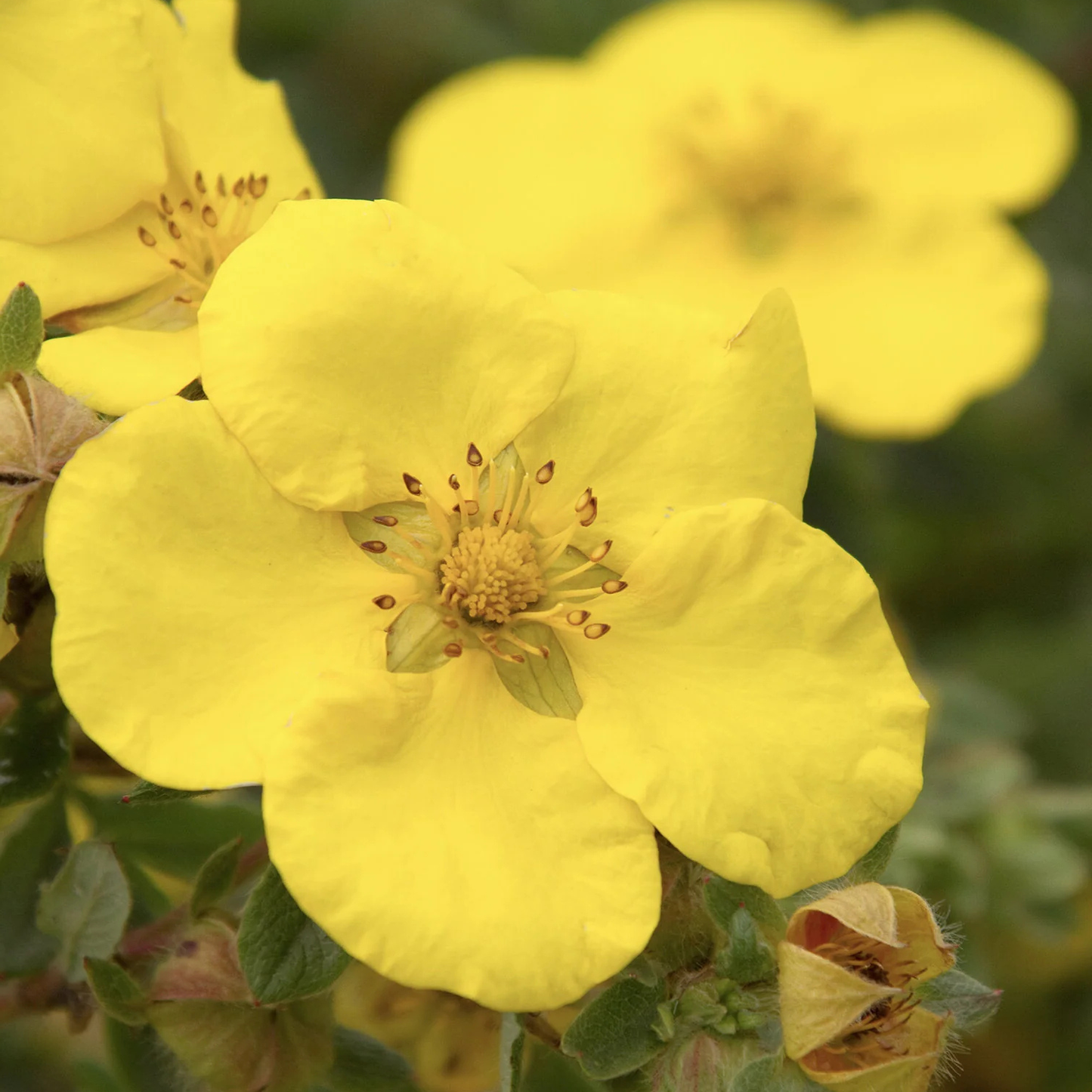 Close-up of a bright yellow wild rose flower with green leaves and buds in the background.