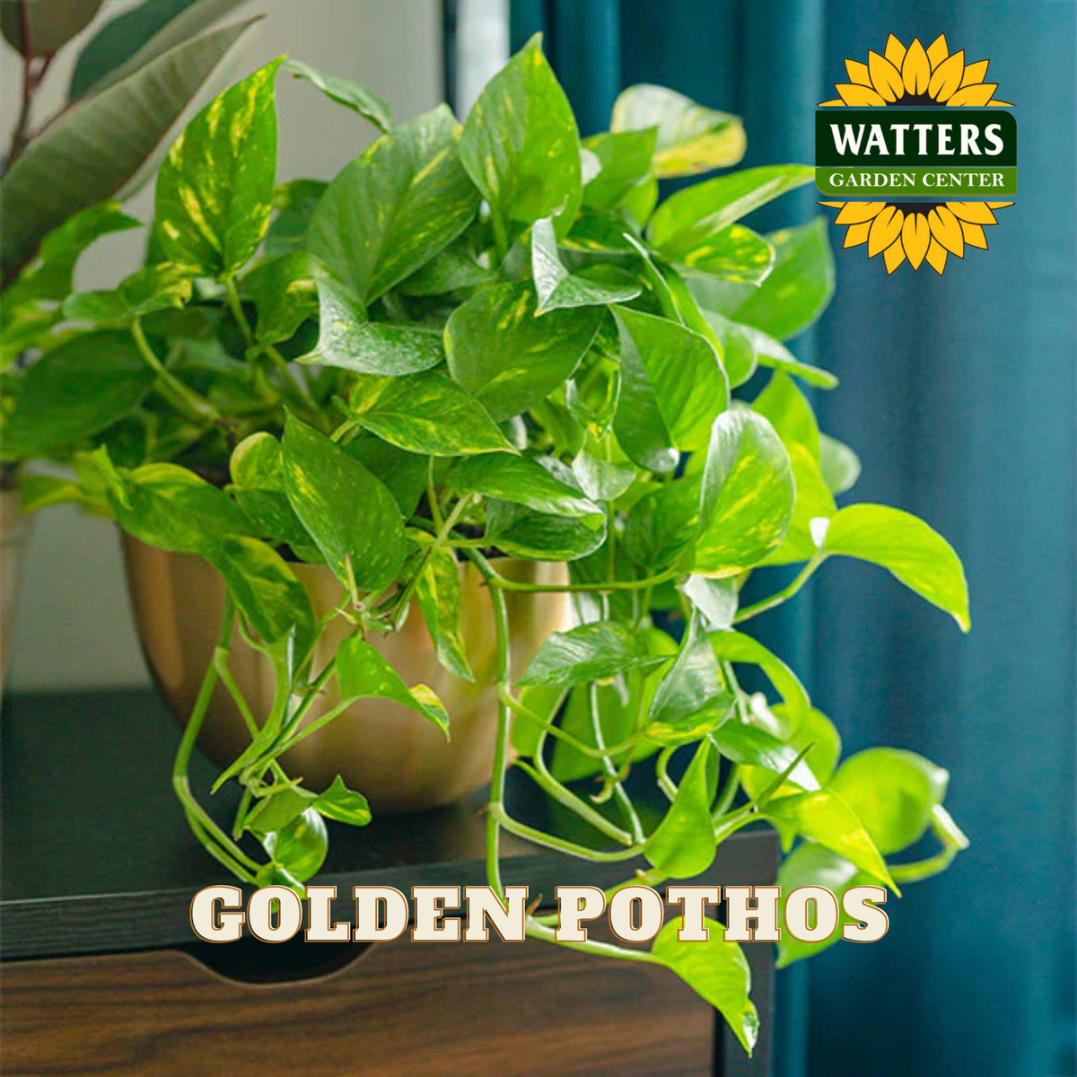 Green Golden Pothos plant in a pot with Watters Garden Center branding.