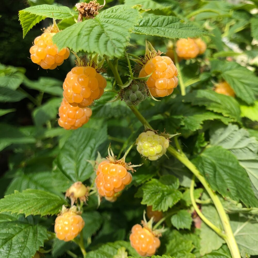FALL GOLD RASPBERRY 1gal