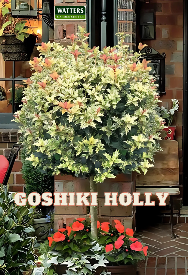 GOSHIKI OSMANTHUS HOLLY 5gal
