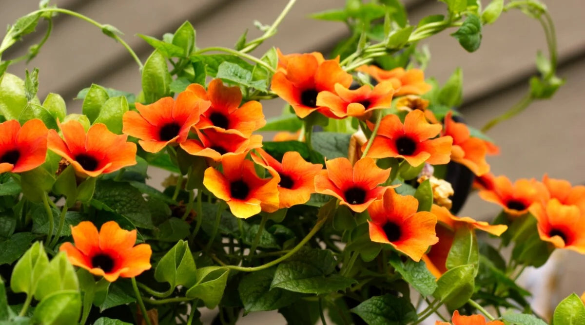 AMBER STRIPES BLACK EYED SUSAN 4in