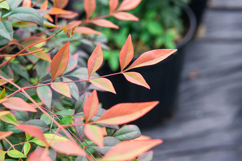 GULF STREAM NANDINA 1gal
