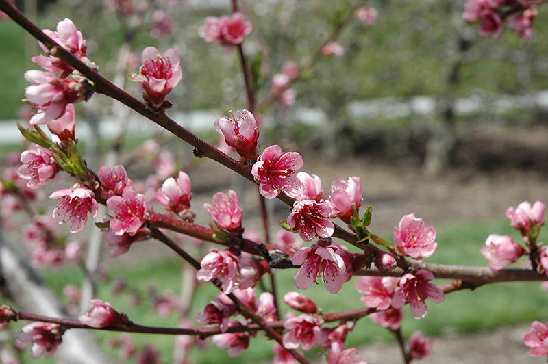 RELIANCE PEACH TREE 10gal