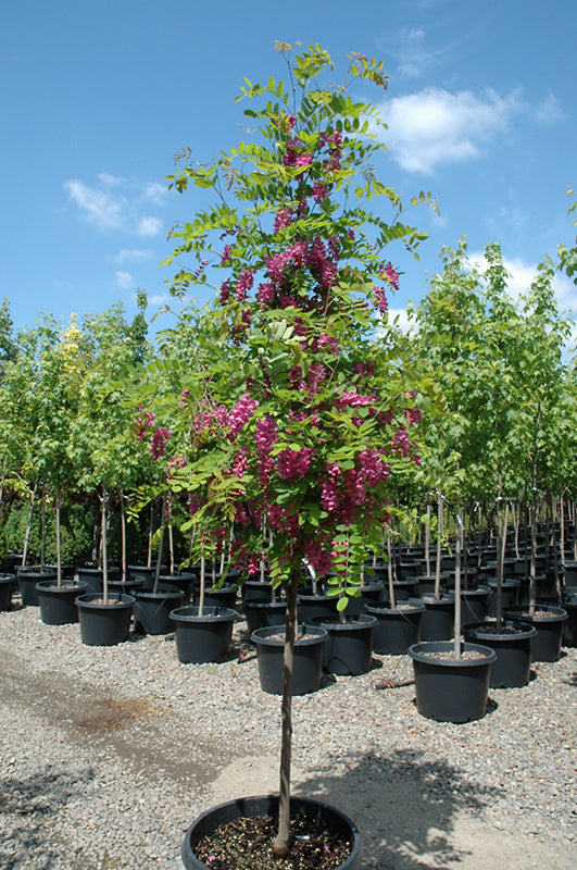 PURPLE ROBE LOCUST5 TREE 15gal