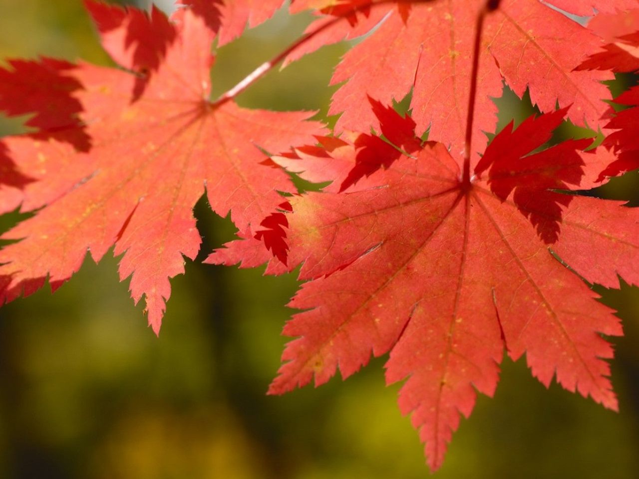 NORTH WIND JAPANESE MAPLE