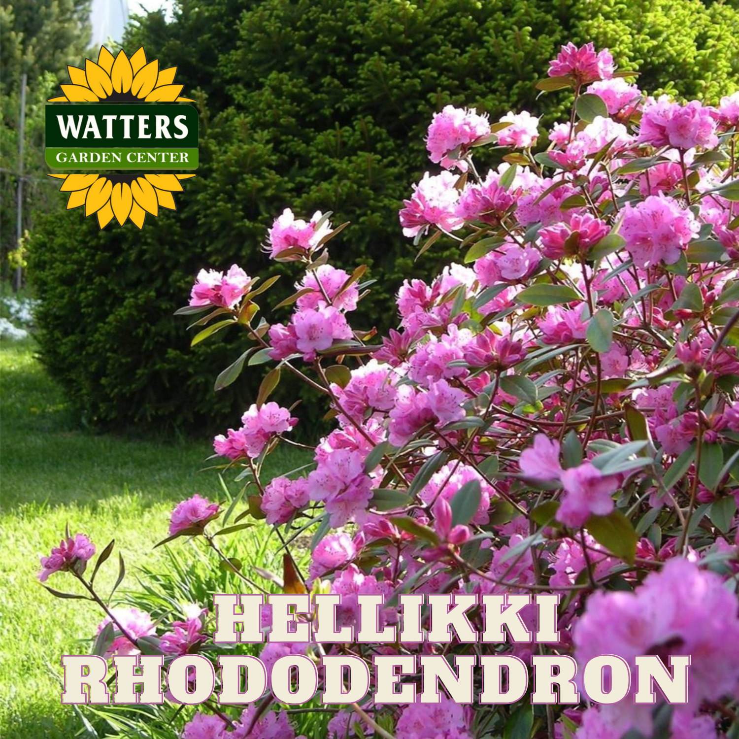 rhododendron show HELLIKKI RHODODENDRON 2gal – Watters Garden Center