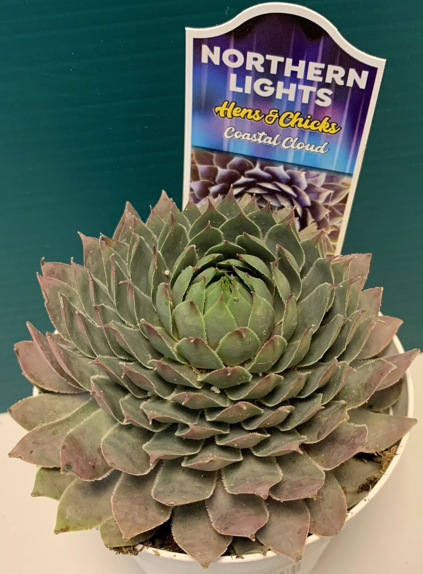 NORTHERN LITE HENS & CHICKS 4in