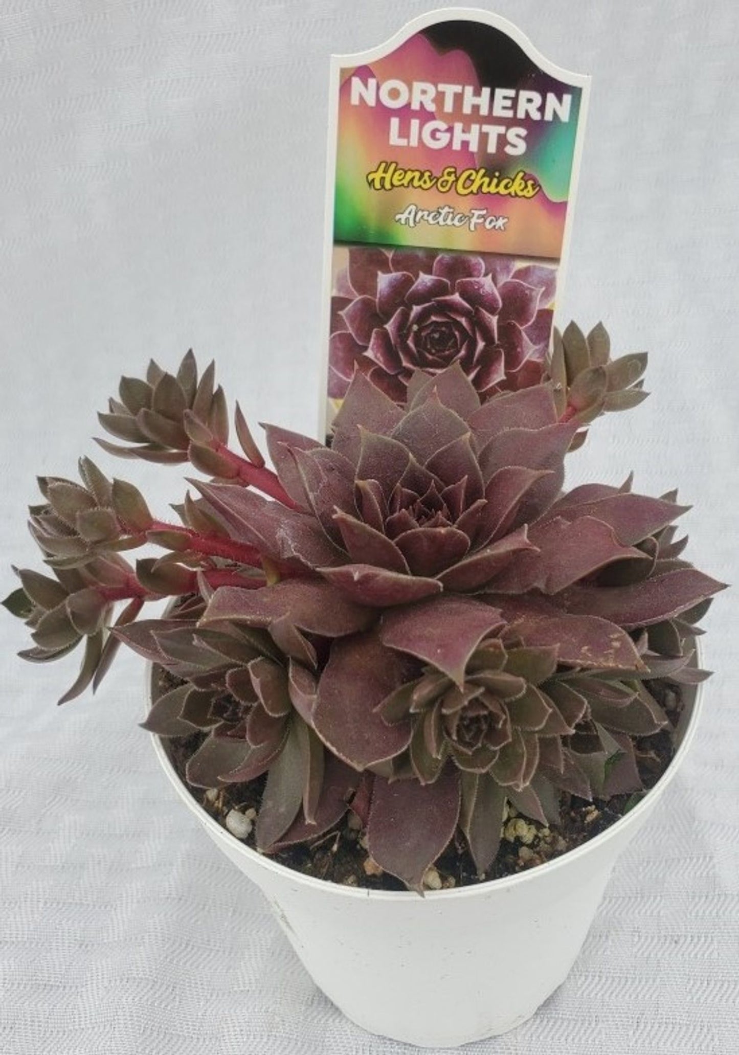 NORTHERN LITE HENS & CHICKS 4in