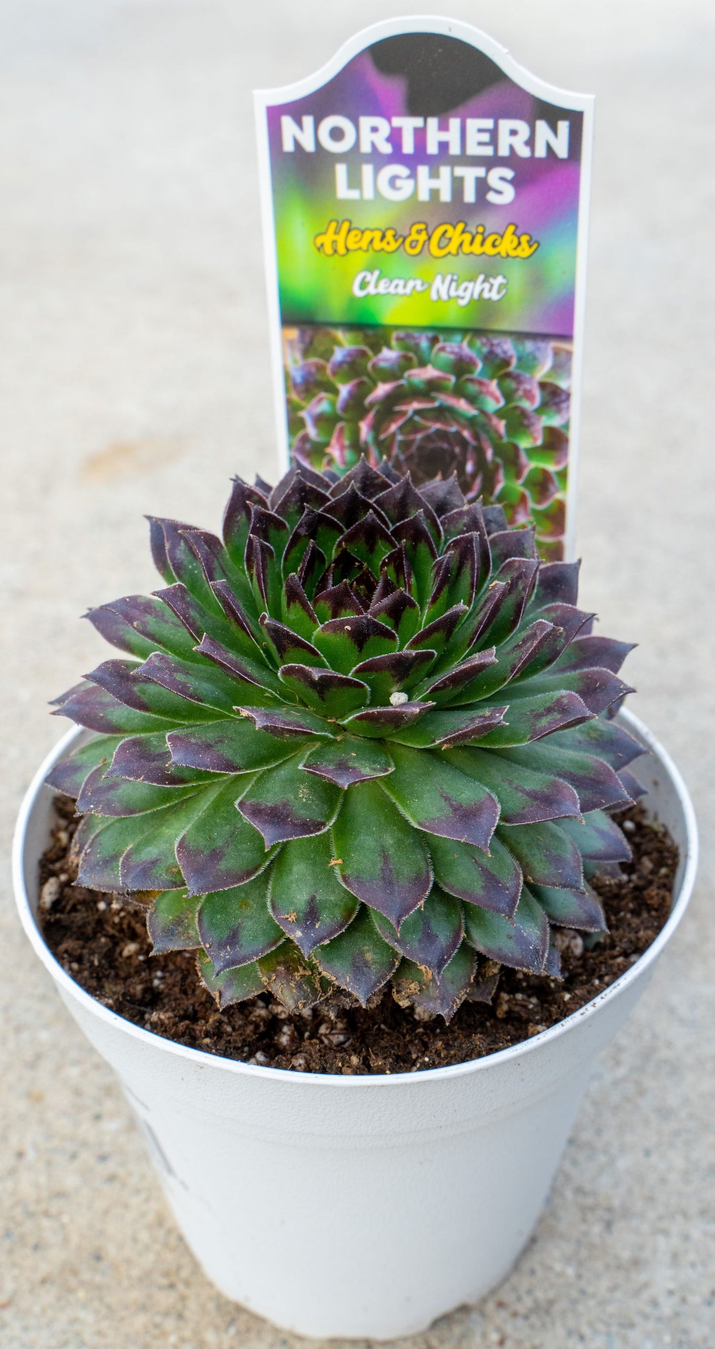 NORTHERN LITE HENS & CHICKS 4in