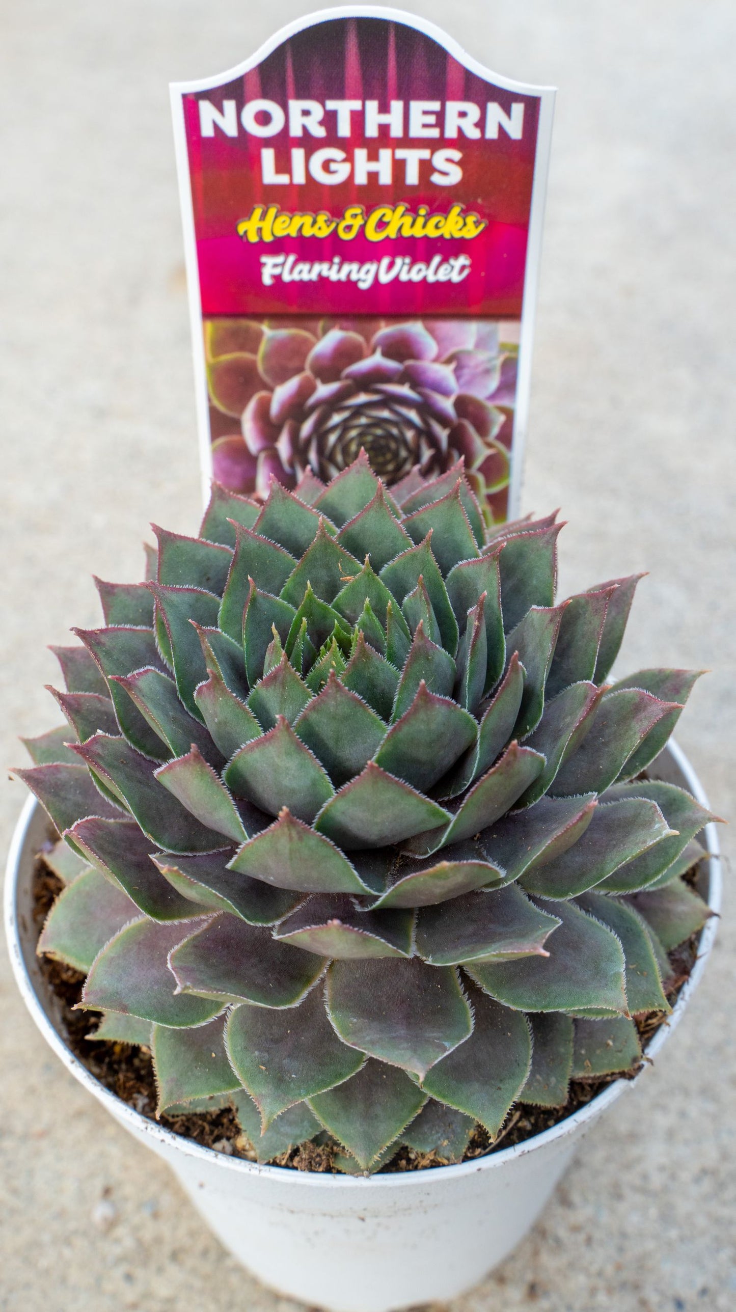 NORTHERN LITE HENS & CHICKS 4in