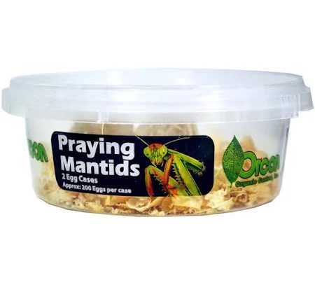 PRAYING MANTIDS