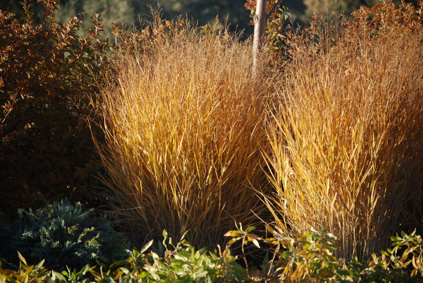 HEAVY METAL BLUE SWITCH GRASS 2gal