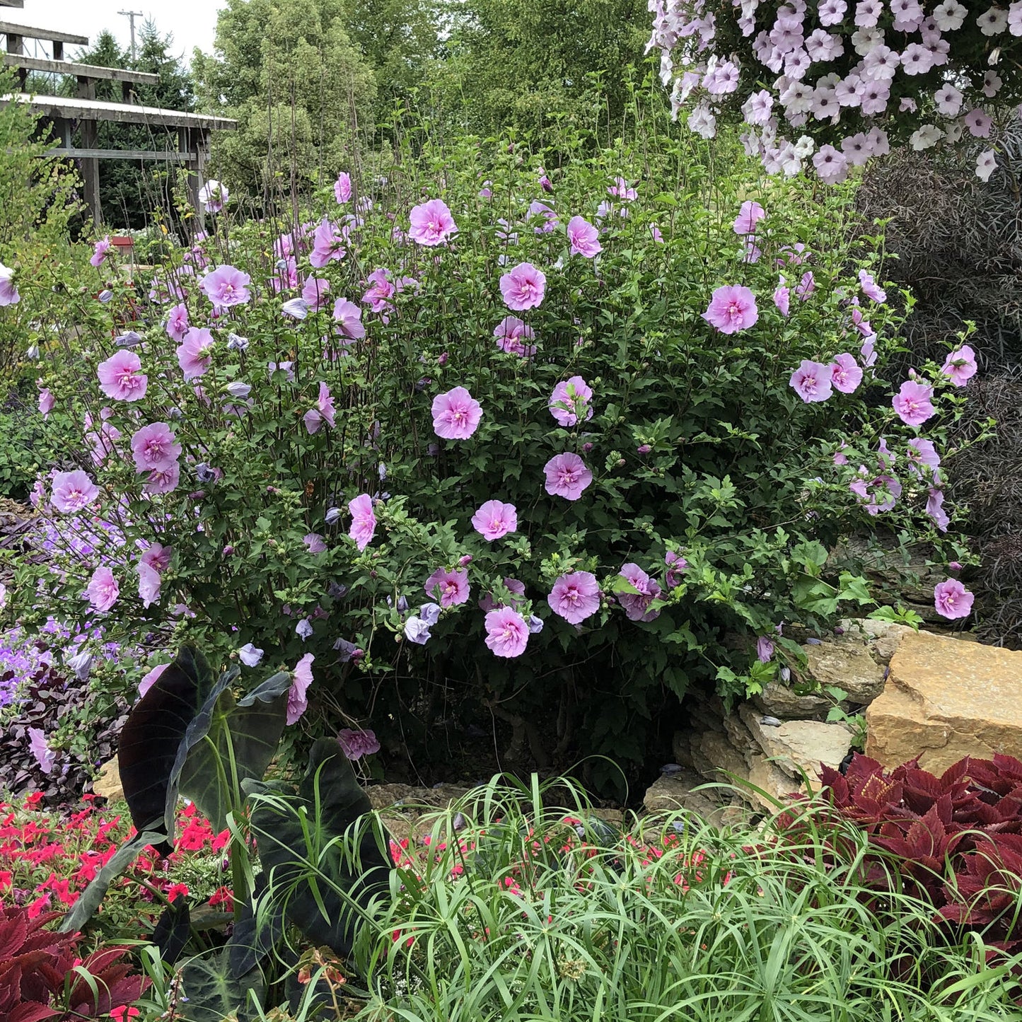 DARK LAVENDER CHIFFON HIBISCUS 2gal