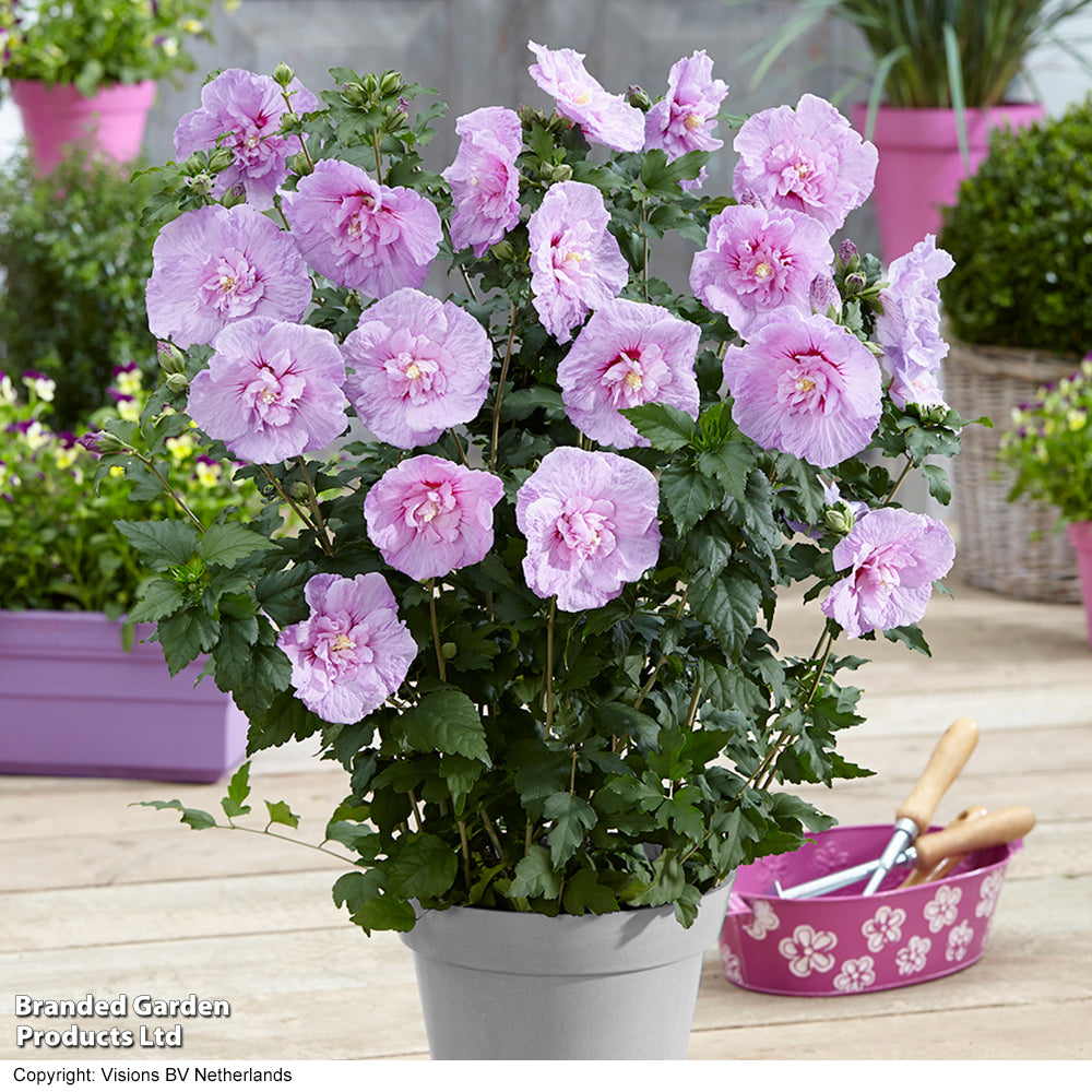 DARK LAVENDER CHIFFON HIBISCUS 2gal