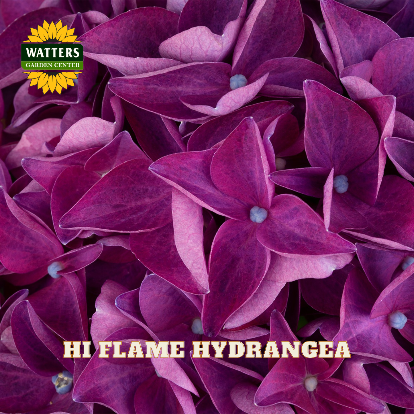 Close-up of purple hydrangea flowers with Watters Garden Center logo.