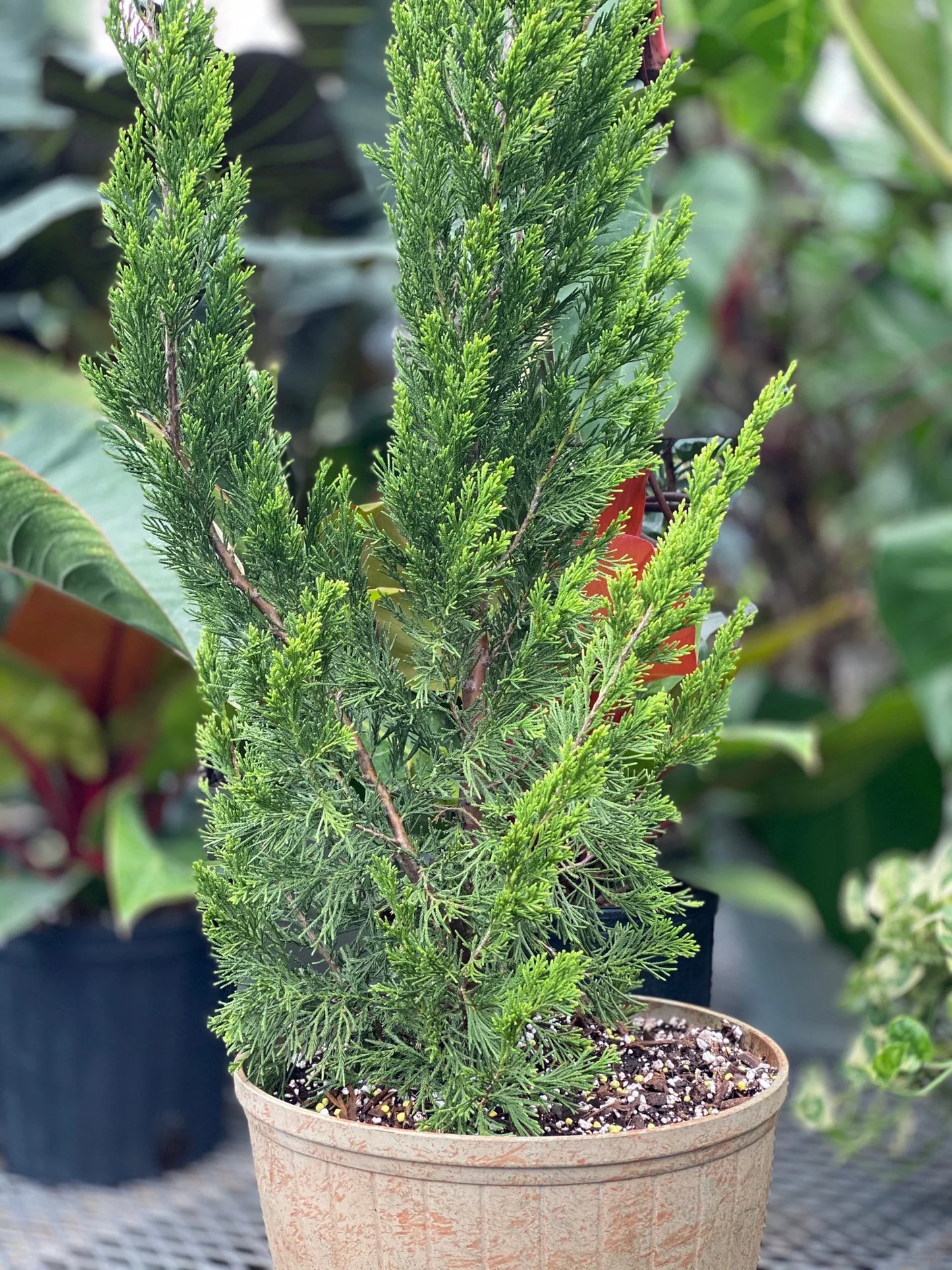 HOLLYWOOD JUNIPER TREE 5gal
